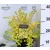 Széleslevelű fagyal Ligustrum ovalifolium Lemon and Lime C2