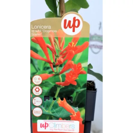 Futólonc Lonicera in cultivars  P15