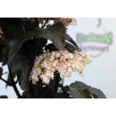 Oszlopos bordó levelű bodza Sambucus nigra Black Tower C3