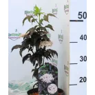 Oszlopos bordó levelű bodza Sambucus nigra Black Tower C3