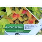 Japán gyöngyvessző Spiraea jap. Double Play Big Bang C3