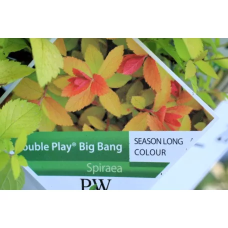 Japán gyöngyvessző Spiraea jap. Double Play Big Bang C3