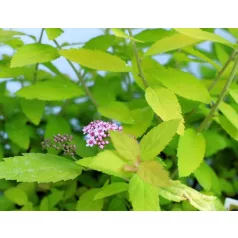Japán gyöngyvessző Spiraea jap. Double Play Big Bang C3