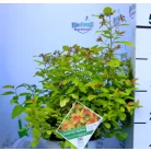 Japán gyöngyvessző Spiraea jap. Double Play Big Bang C3