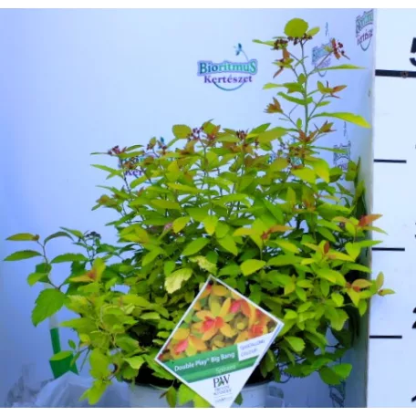 Japán gyöngyvessző Spiraea jap. Double Play Big Bang C3