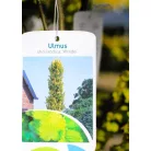 Aranylevelű holland szil, oszlopos Ulmus holl. Wredei P23