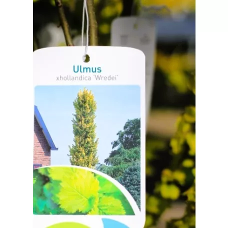 Aranylevelű holland szil, oszlopos Ulmus holl. Wredei P23