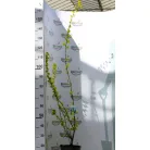 Aranylevelű holland szil, oszlopos Ulmus holl. Wredei P23