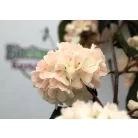 Redős levelű bangita Viburnum plic. Rosace C5