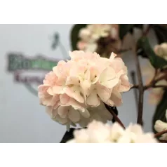 Redős levelű bangita Viburnum plic. Rosace C5