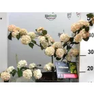 Redős levelű bangita Viburnum plic. Rosace C5