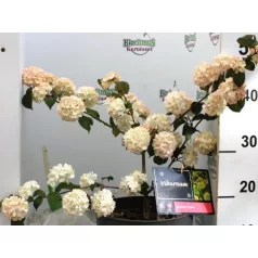 Redős levelű bangita Viburnum plic. Rosace C5