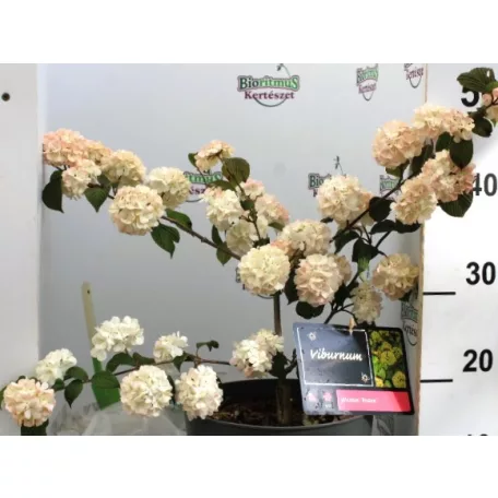 Redős levelű bangita Viburnum plic. Rosace C5