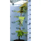 Kínai mamutfenyő Metasequoia glyptostroboides  Gold Rush C5
