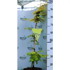   Kínai mamutfenyő Metasequoia glyptostroboides  Gold Rush C5
