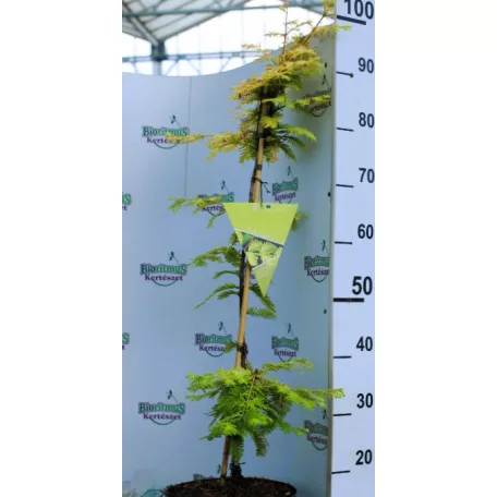 Kínai mamutfenyő Metasequoia glyptostroboides  Gold Rush C5