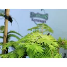 Kínai mamutfenyő Metasequoia glyptostroboides  Gold Rush C5