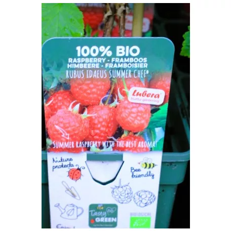 Bio málna válogatás Rubus idaeus P19