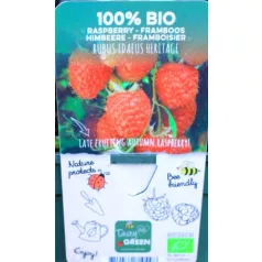 Bio málna válogatás Rubus idaeus P19