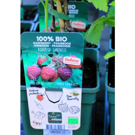 Bio málna válogatás Rubus idaeus P19