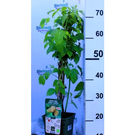 Bio málna válogatás Rubus idaeus P19