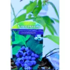 Kék áfonya Vaccinium corymbosum P14