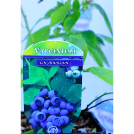 Kék áfonya Vaccinium corymbosum P14
