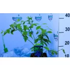 Kék áfonya Vaccinium corymbosum P14