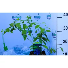 Kék áfonya Vaccinium corymbosum P14