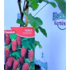 Szedermálna Rubus Tayberry P12