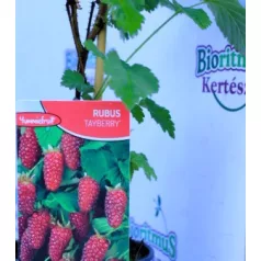 Szedermálna Rubus Tayberry P12