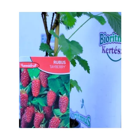 Szedermálna Rubus Tayberry P12