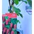 Szedermálna Rubus Tayberry P12