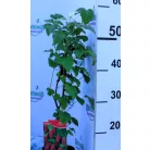 Szedermálna Rubus Tayberry P12