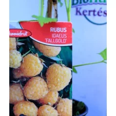 Folytontermő sárga málna Rubus idaeus Fallgold P12