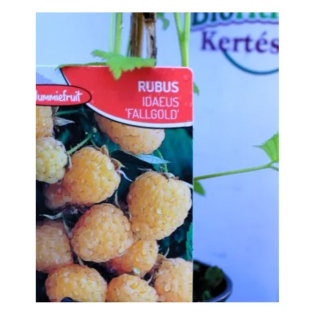 Folytontermő sárga málna Rubus idaeus Fallgold P12