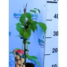 Folytontermő sárga málna Rubus idaeus Fallgold P12