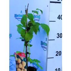Folytontermő sárga málna Rubus idaeus Fallgold P12