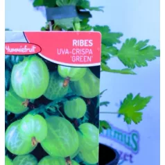   Zöld egres / Zöld köszméte Ribes uva-crispa Green Willow P12