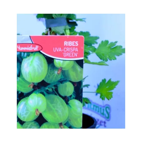 Zöld egres / Zöld köszméte Ribes uva-crispa Green Willow P12