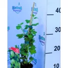 Zöld egres / Zöld köszméte Ribes uva-crispa Green Willow P12