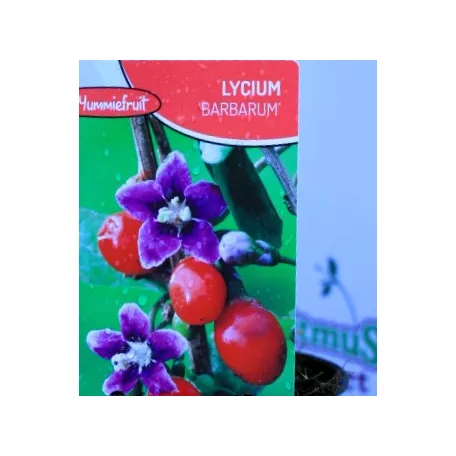 Goji bogyó Lycium barbarum P12