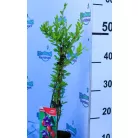 Goji bogyó Lycium barbarum P12