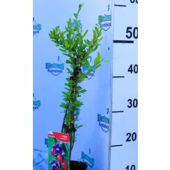 Goji bogyó Lycium barbarum P12