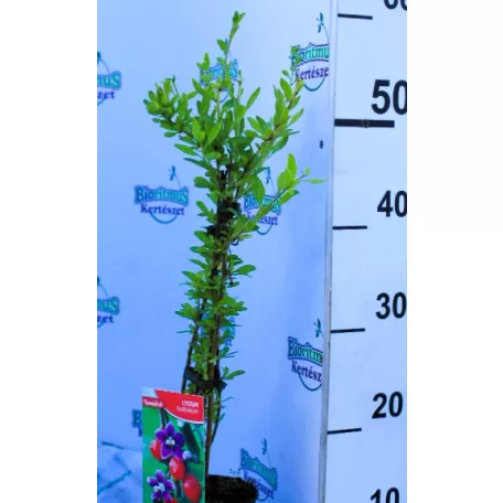 Goji bogyó Lycium barbarum P12