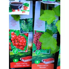 Ribizli válogatás Ribes rubrum  P11