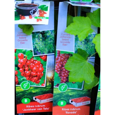 Ribizli válogatás Ribes rubrum  P11