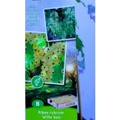 Ribizli válogatás Ribes rubrum  P11