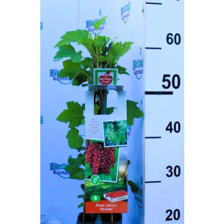 Ribizli válogatás Ribes rubrum  P11