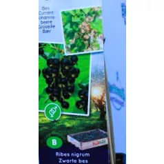 Feketeribizli Ribes nigrum P11
